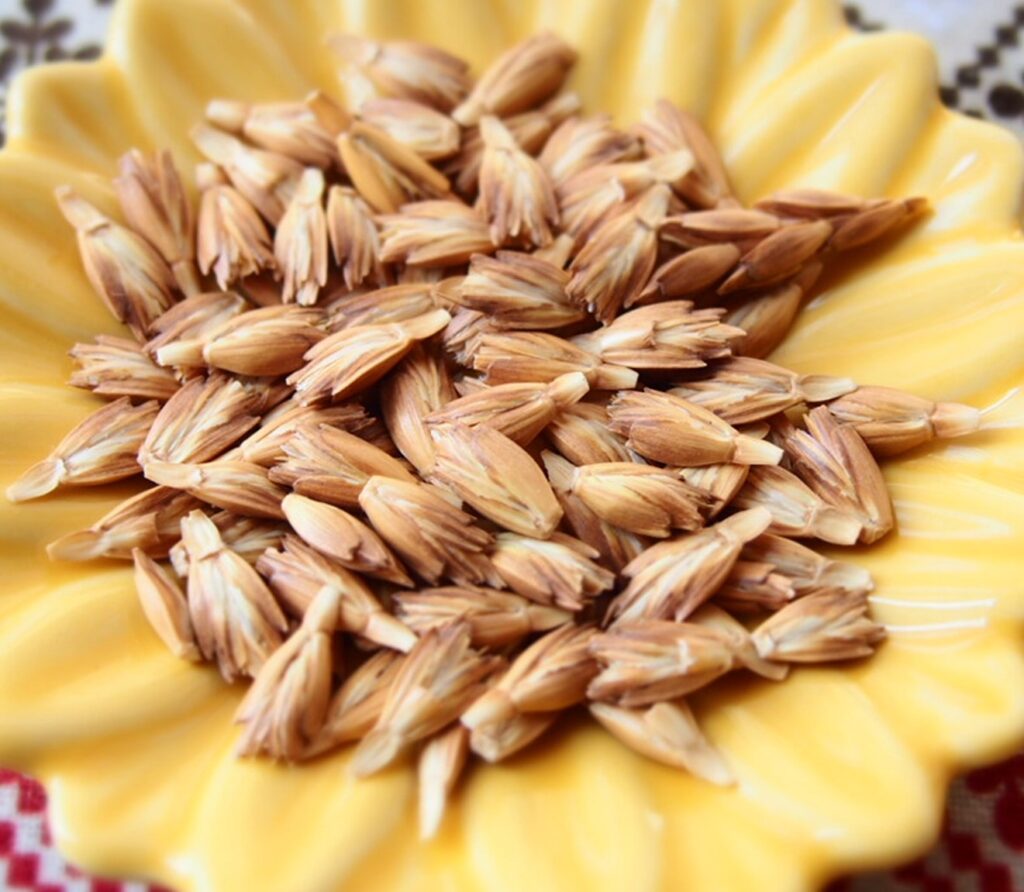 スペルト小麦粒フランス産